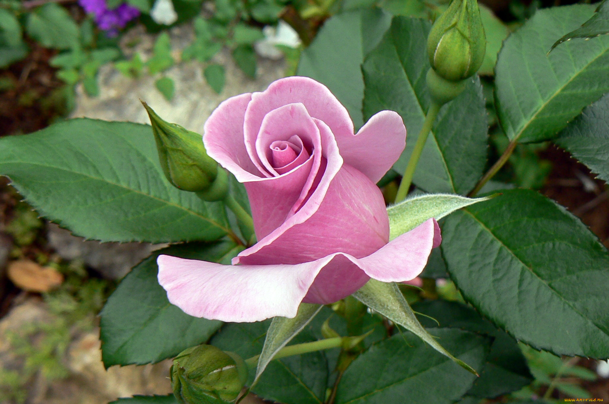 Роза чайно-гибридная Вирджиния